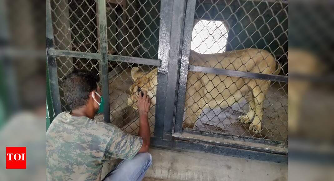 Zoo In Lockdown Animals in zoo are now moving around more freely