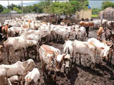 Up to 10-year jail for cow slaughter in UP