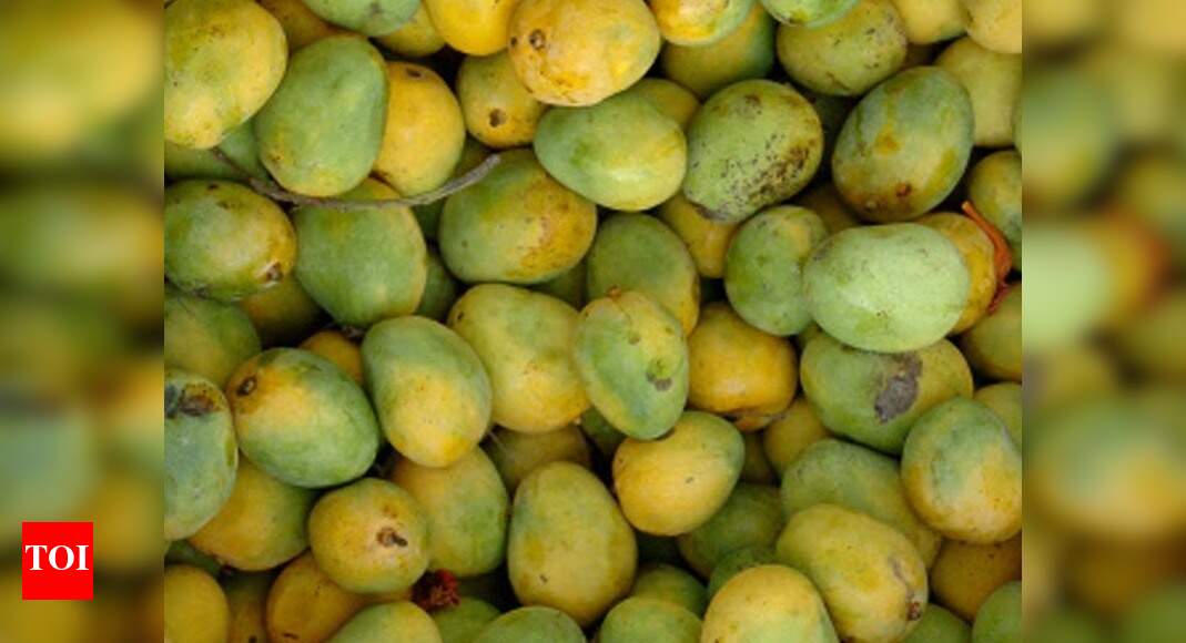 Andhra Pradesh Mangoes take sea route this year Vijayawada News