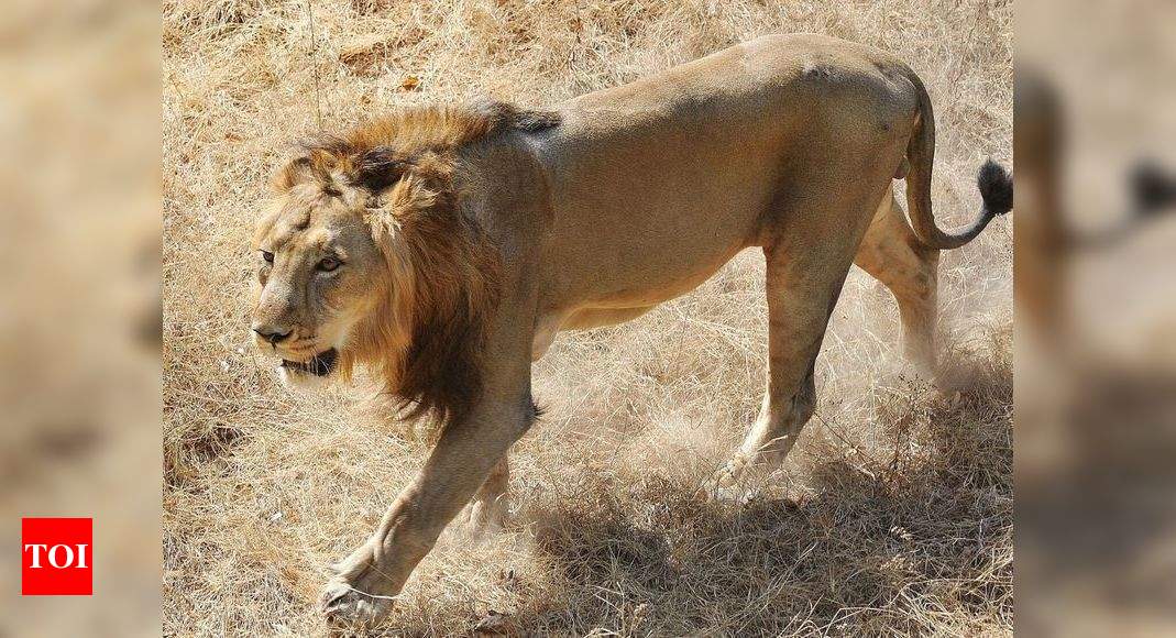 Gujarat Now Home To 674 Lions 29 Growth In Population Ahmedabad 