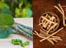 Ashwagandha, giloy can treat COVID 19
