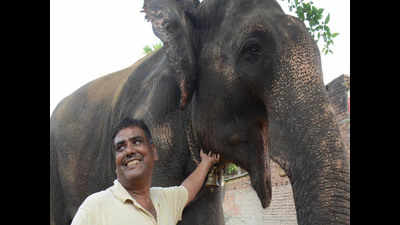 Patna man transfers property worth Rs 5 crore to elephant couple