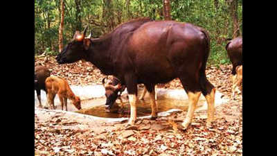 Goa: Waterholes in Mollem forest curb man-animal conflicts