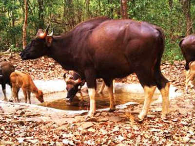 Goa: Waterholes in Mollem forest curb man-animal conflicts | Goa News -  Times of India