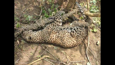 Maharashtra: Tiger, leopard found dead in Chandrapur forest