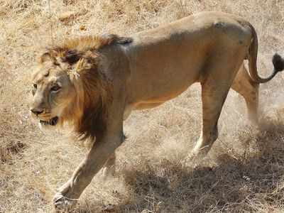 Modi credits community participation and habitat management for 29% increase in Asiatic lion population