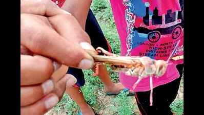Locusts wreak havoc in fields in Koraon, Meja