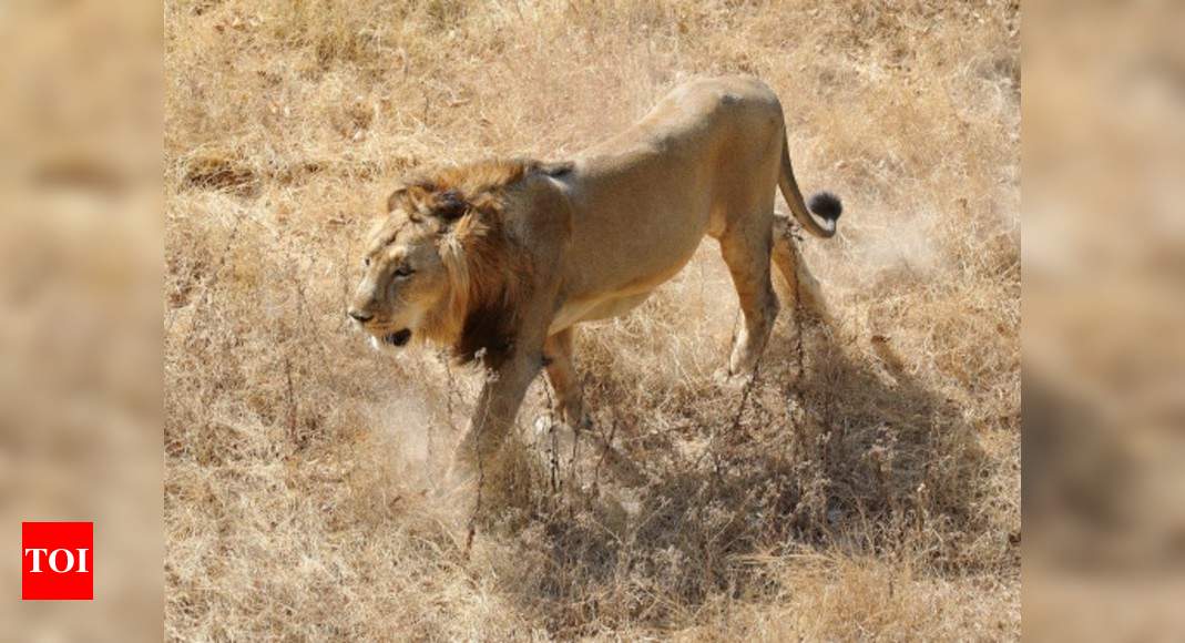 Roaring success: Population of Asiatic lions in India up 29% in 5 years |  India News - Times of India