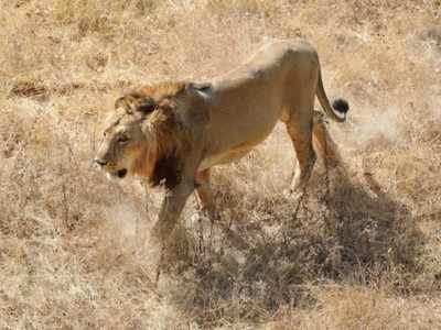 Roaring success Population of Asiatic lions in India up 29 in 5