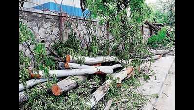 Karnataka HC halts felling of over 100 trees along Metro alignment