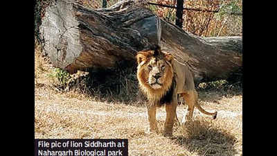 Jaipur: Day after tiger’s death, Asiatic lion dies at Nahargarh park
