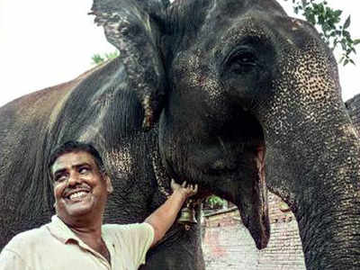 Man wills Rs 5 crore farm to pet jumbos | Patna News - Times of India