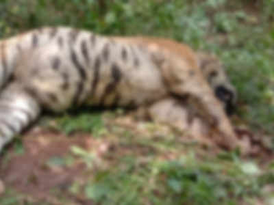 Tiger found dead in Wayanad Wildlife Sanctuary