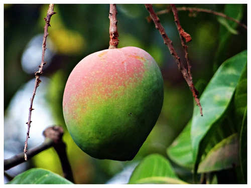 Mangoes In Pregnancy Is It Safe To Eat Mangoes During Pregnancy