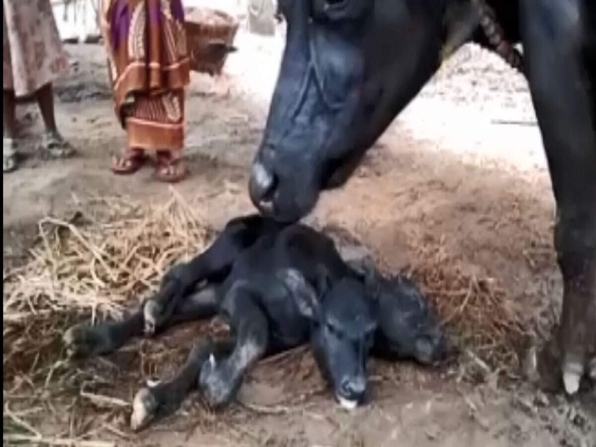 Andhra Pradesh: Buffalo gives birth to two-headed calf, stuns villagers