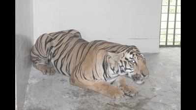 Captured tiger KT-1 shifted to Gorewada
