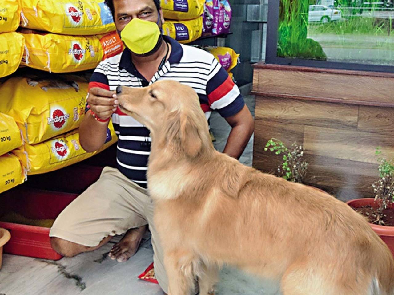 Covid-19: UP makes registration must for all pet shops | Agra News - Times  of India