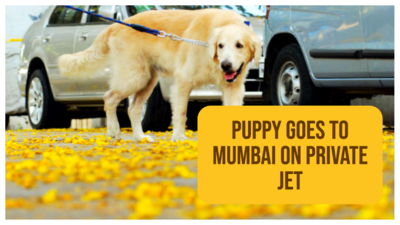 Man brings puppy from Bengaluru to Mumbai in a private jet