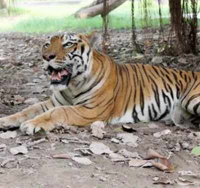 Man mauled to death by tiger in West Bengal | Kolkata News - Times of India