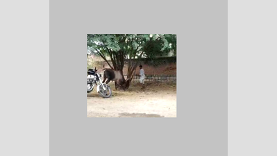 Jallikattu bull’s death in Tamil Nadu: Two youths arrested