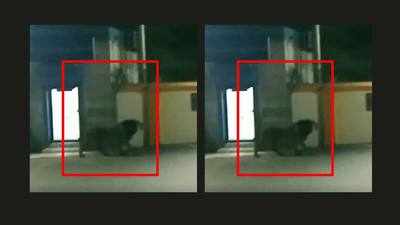 Watch how lions move about freely near a residential colony in Gujarat's Rajula