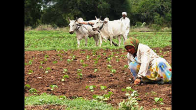 Bihar: Farmers prepare for kharif crops as monsoon sets in