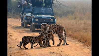 Buffer tourism in Pench, Tadoba from July 1: Rathod