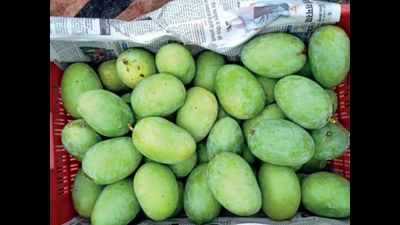 After Dubai, Kashi mangoes to hit London market