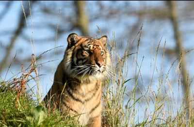 Covid-19: Kanha National Park in MP reopens for tourists