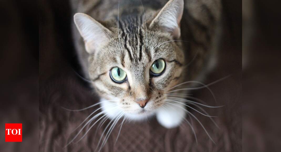 Kitten food: Healthy options for early nutritional needs - Times of India