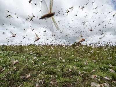 UP govt announces Rs 5 lakh aid to bordering districts to tackle locust menace