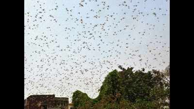 UP government announces Rs 5 lakh aid to bordering districts to tackle locust menace