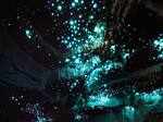 Waitomo Glowworm Caves – New Zealand