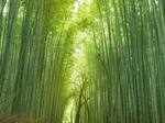 Bamboo forest