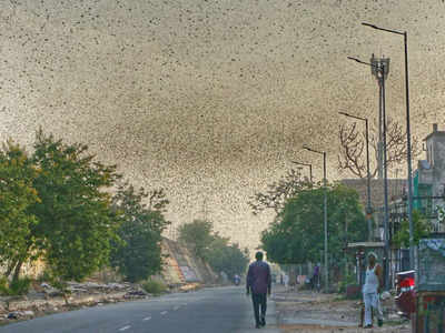 Rajasthan: Farmers float WhatsApp group for info on locusts