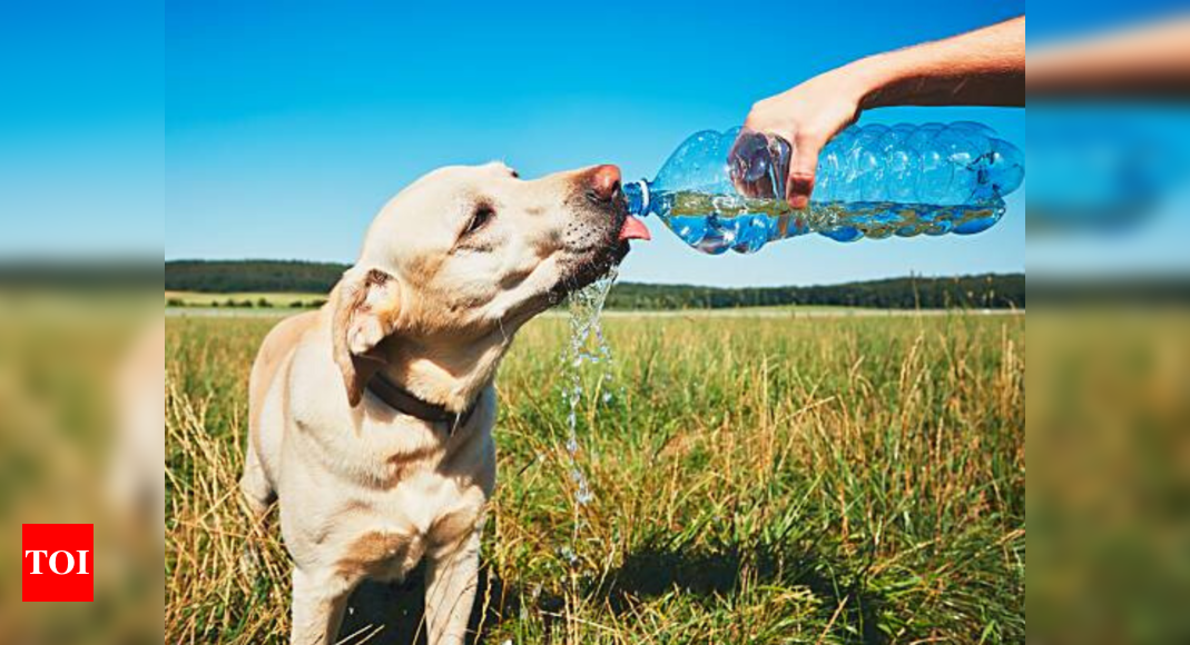 Stop! Don't ignore the signs of dehydration in pet dogs