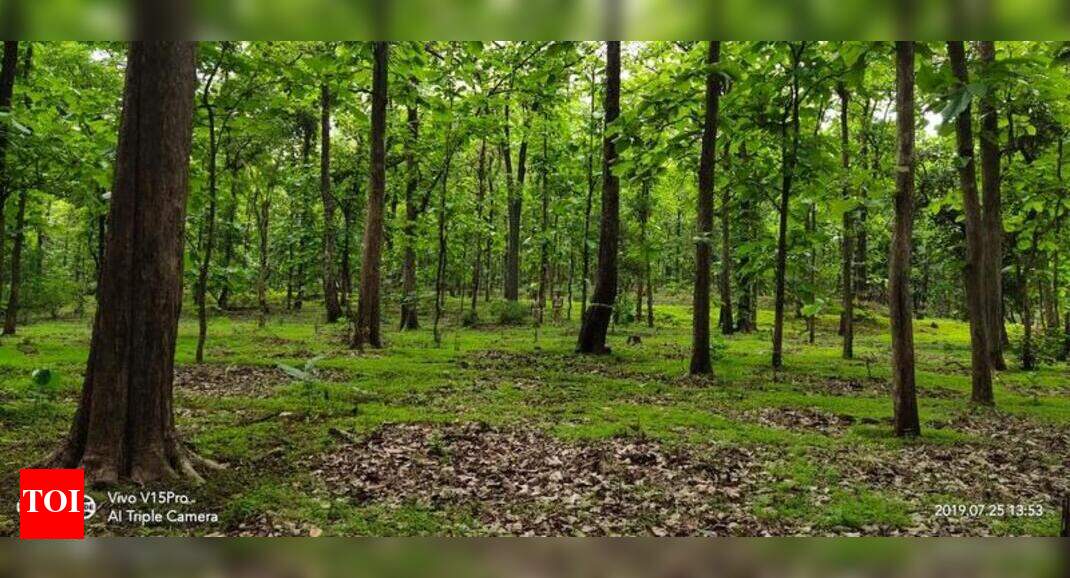 Greens Oppose Move To Recognize forest Rights In Melghat Core Nagpur News Times Of India