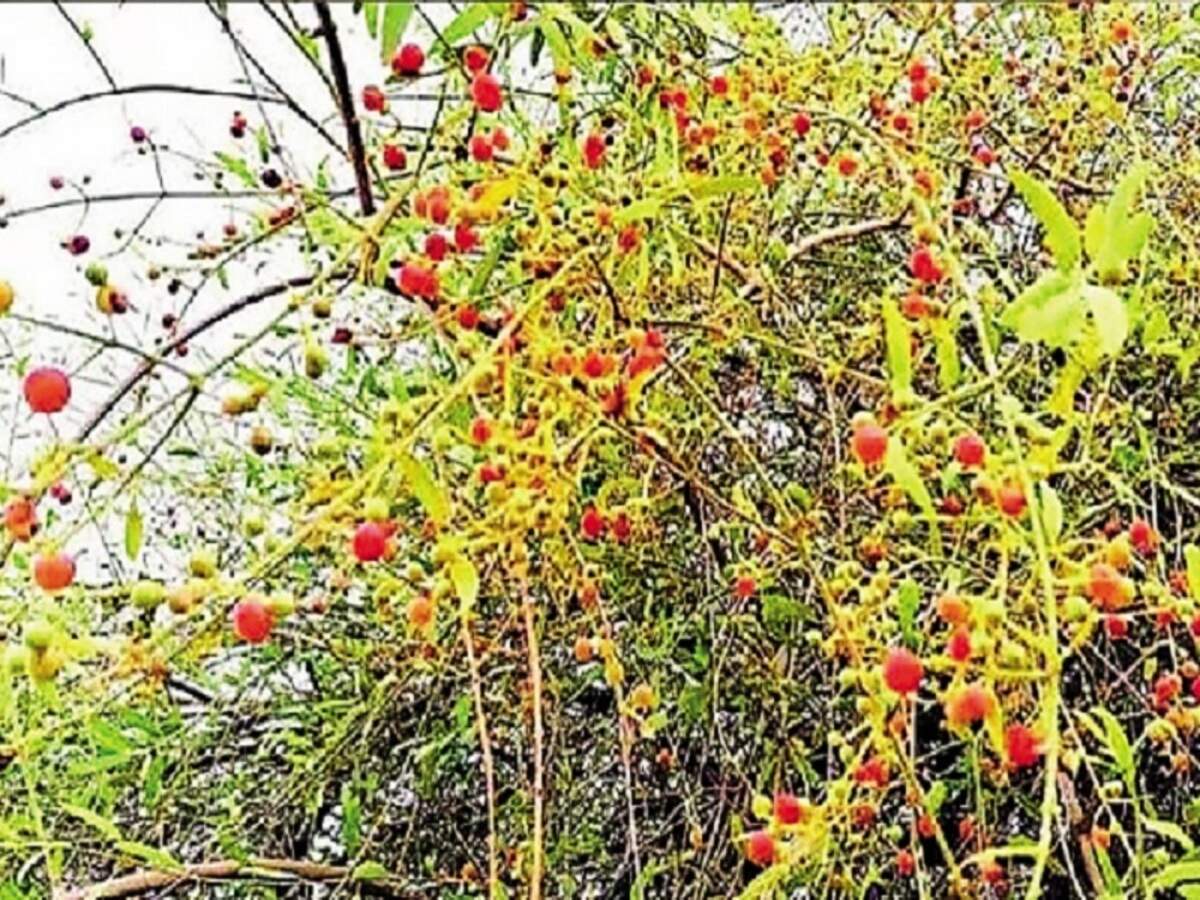 peelu tree