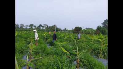 Karnataka: Cooperative farming yielding dividends in Chamarajanagar village