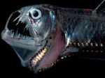 Sloane's viperfish