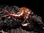 Amazonian giant centipede