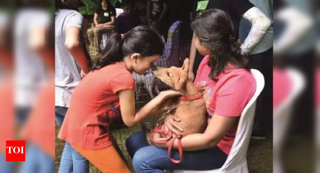 Chennai Dog lover launches ‘auto service’ for pets Chennai News