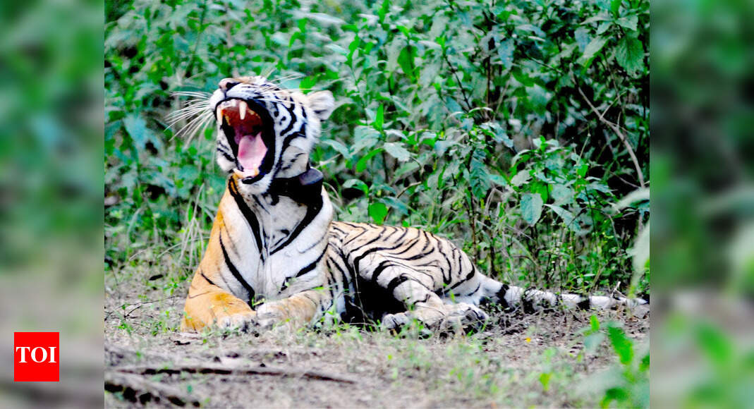 352 religious sites in critical tiger habitat of Ranthambhore: Study