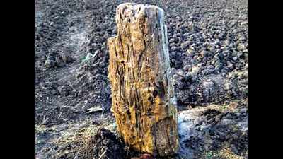 Tamil Nadu: Fossil wood found on paddy farm in Sathanur