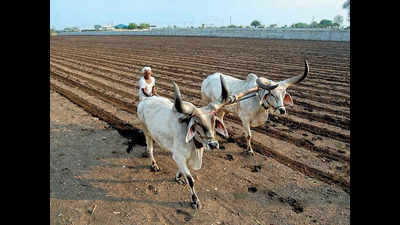 Migrant hands hold Saurashtra farms steady