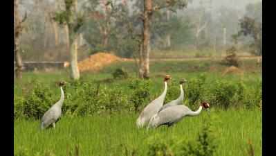 Sarus cranes number up in Gondia and Balaghat
