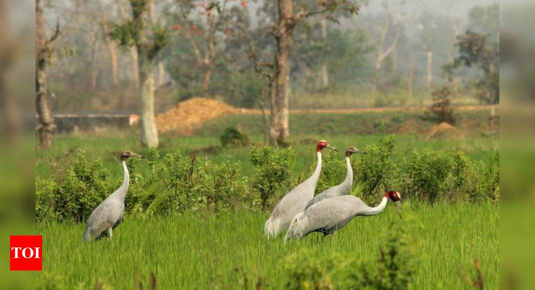 Sarus cranes number up in Gondia and Balaghat | Nagpur News - Times of India