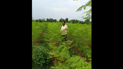 Odisha: MBA graduate grows superfood Moringa to boost immunity, rural economy