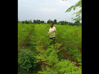 Odisha: MBA graduate grows superfood Moringa to boost immunity, rural economy