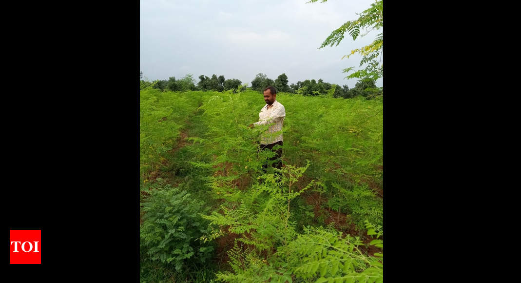 Odisha Mba Graduate Grows Superfood Moringa To Boost Immunity Rural Economy Bhubaneswar News Times Of India